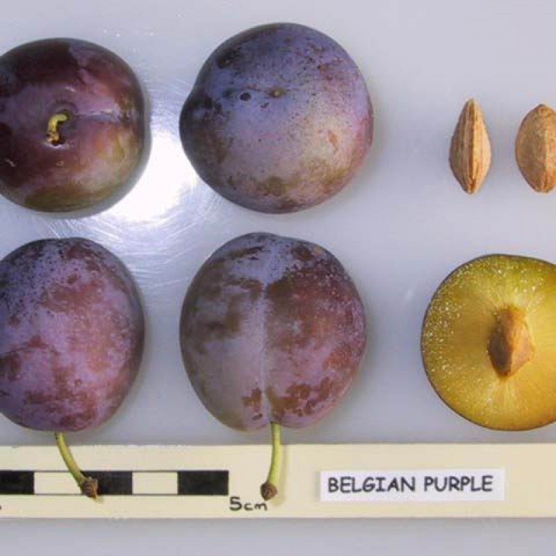 Blue de Belgique - Heemkring Ter Ham Steenokkerzeel 